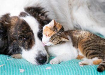 “Cadê a Ração?”: Denúncia de Maus-Tratos a Cães no Industrial Termina em Orientação e Registro