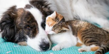 “Cadê a Ração?”: Denúncia de Maus-Tratos a Cães no Industrial Termina em Orientação e Registro