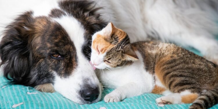 “Cadê a Ração?”: Denúncia de Maus-Tratos a Cães no Industrial Termina em Orientação e Registro
