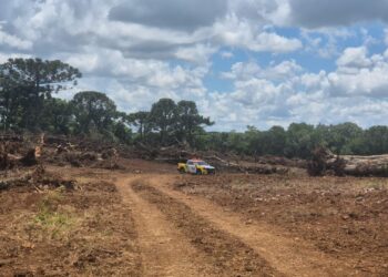 “Araucária? Só se for no porta-retrato”: Guamiranga vira palco de corte em massa e destoca em área nativa