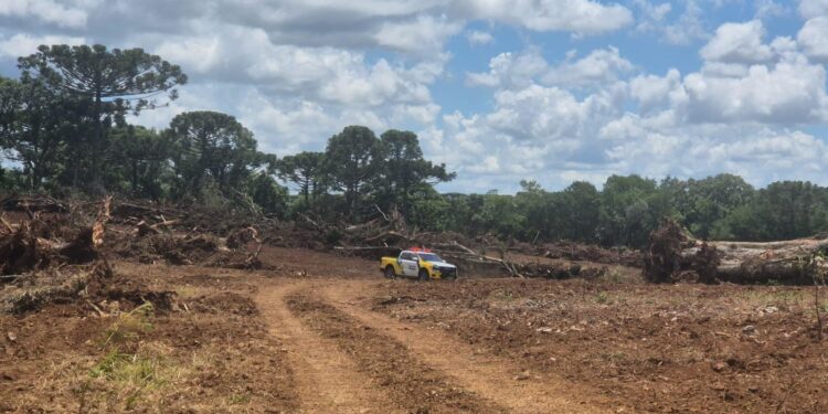 “Araucária? Só se for no porta-retrato”: Guamiranga vira palco de corte em massa e destoca em área nativa