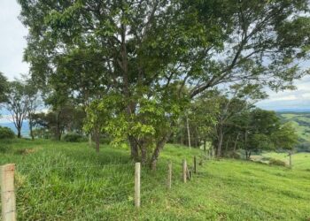 “Nascente no modo pasto”: quando a água perde e o boi ganha