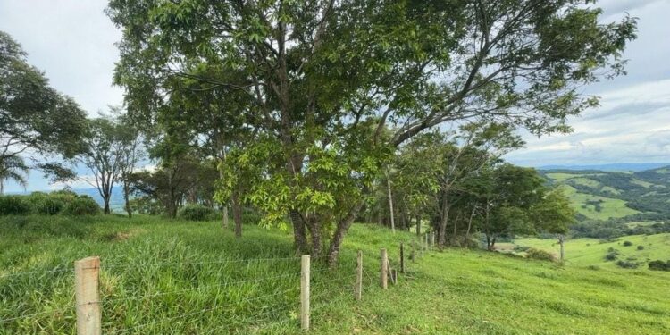 “Nascente no modo pasto”: quando a água perde e o boi ganha