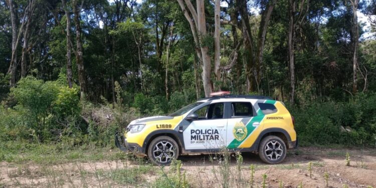 “O trator não mentiu: 0,96 hectare de Mata Atlântica virou lenha em Fernandes Pinheiro”