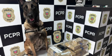 Faro que fecha rotas: cães policiais impulsionam apreensões e elevam pressão sobre o tráfico no Paraná em 2025